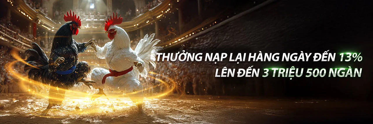 Trận gà nòi đá gà tre Thomo kịch tính